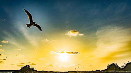 Obraz premium Waterfowl and horizon flying in the morning sun