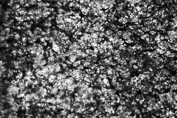 Background of black and white sponge texture - high resolution