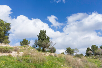 Fototapeta na wymiar Landscape of rocky hills with trees and fresh spring grass against the sky with clouds. Israel