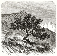 Baccharis obtusifolia. Single isolated little tree rising on peruvian mountainscape. Ancient grey tone etching style art by unidentified author, Magasin Pittoresque, 1838 - 418104362