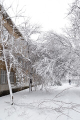 Falling tree after sleet load and snow at snow-covered winter street in a city. Weather forecast concept. Snowy winter