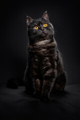 Adorable scottish black tabby kitten on black background.