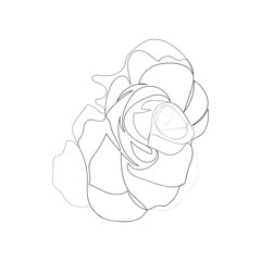 continuous line drawing of beautiful flowers