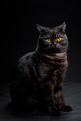Adorable scottish black tabby kitten on black background.