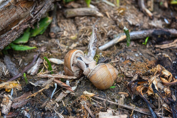 Couple of grape snails (helix pomatia) on the ground during copulation process, natural animal background