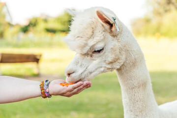 Cute alpaca with funny face eating feed in hand on ranch in summer day. Domestic alpacas grazing on...