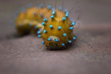 Caterpillar of the Giant peacock moth Saturnia pyri, the largest European butterfly, macro image with detail of blue warts, thorns and hairs, natural animal background, selective focus