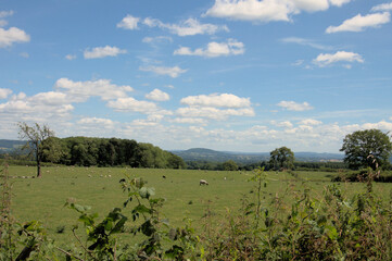 vineyard in region country