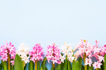 Obraz na płótnie Canvas Pink and white hyacinth flowers border on a light blue background. Spring, Valentines Day, Mothers day, Birthday celebration concept