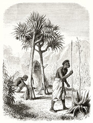 indigenous partial naked country guards surrounded by nature and fat plants in Reunion island. Ancient grey tone etching style art by Riou and Maurand, Magasin Pittoresque, 1838