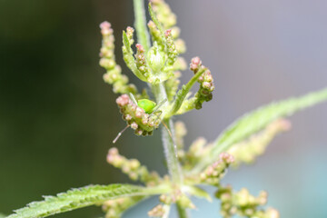 green spider on a leaf