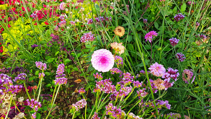 Üppige Blüten Farben Pracht Blumen Pflanzen Vielfalt bunte Sommer Frühling Balkon Terrasse Blume...