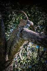 Lazy Leopard?