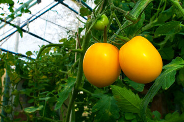 Yellow tomatoes grow in bunches in the garden