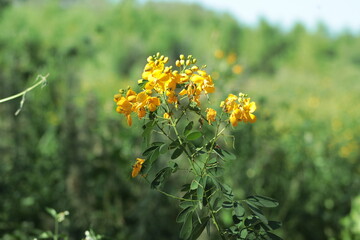 Flores
