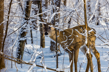 White-tailed deer (Odocoileus virginianus) in the snow covered forest during winter. Selective focus, background blur and foreground blur.
