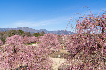 三重県鈴鹿市 鈴鹿の森庭園のしだれ梅の木々の眺望と鈴鹿山脈