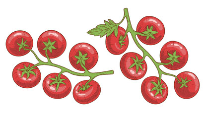 Set of tomatoes. Bunches of tomatoes. Colored and outlined. In the style of a pencil drawing or engraving. Isolated on a white background