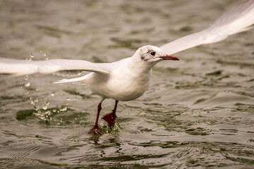 Fototapeta premium Black-headed Gull Chroicocephalus ridibundus Costa Ballena Cadiz