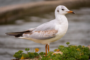 Black-headed Gull Chroicocephalus ridibundus Costa Ballena Cadiz
