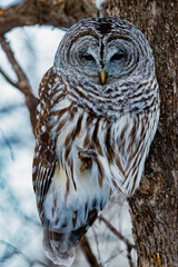 Close up of a Barred Owl (Strix varia) perched on a tree limb during winter looking for prey. Selective focus, background blur and foreground blur 
