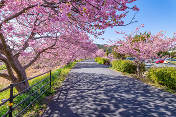 静岡県賀茂郡南伊豆町　青野川沿いの河津桜