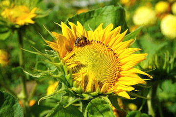 Sunflower  close-up with  wasp.  Yellow blossom  flower   pollination by an insect wasp for agriculture for the production of sunflower oil, honey  and seeds. 