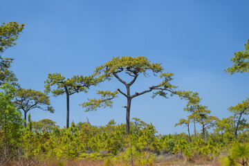 Fototapeta na wymiar Beautiful pine tree in the national park, Thailand.