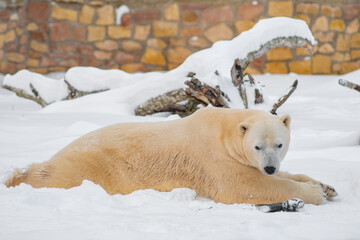 Polar bear (Ursus maritimus) lying on snow with his toy and looking in to the camera. Cloudy winter day. Selective focus.