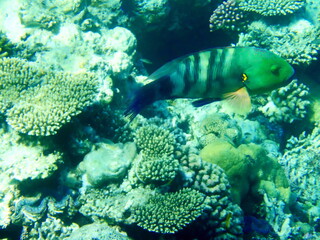 Fototapeta na wymiar Besenschwanz Lippfisch, Lippfisch, fische rotes meer, diving Ägypten, Ägypten