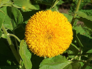 Decorative sunflower variety  "Teddy Bear".  Close-up of yellow terry sunflower in the summer flower bed.