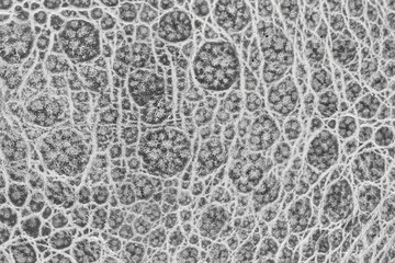 Background of black and white frog skin texture - high resolution