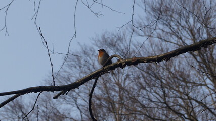 the bird sits on the branch and sings its spring song