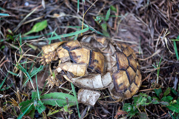 dead turtle  on the ground