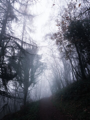 Fototapeta na wymiar Bare trees frame a foggy spooky path through the woods