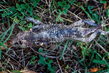 dead lizard on the ground