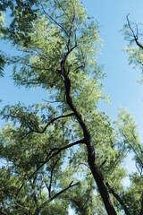 Arboles