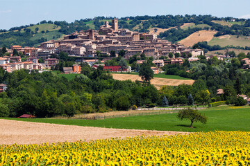 Sarnano, Macerata. Veduta del borgo sullo sfondo con fioritura di girasoli a primavera.