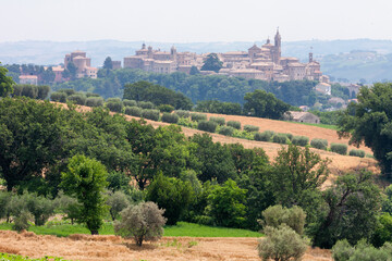 Corinaldo, Ancona. Skyline del Borgo nel contesto rurale delle colture di grano e ulivo