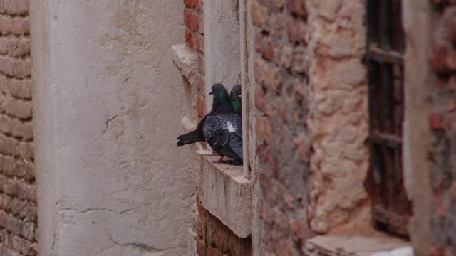 Pigeons frollicking on a window ledge in Venice surrounded by crumbling bricks