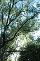 Arboles