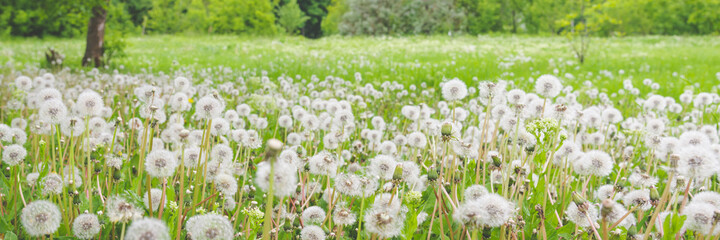 Field of blooming mature white dandelions on a spring sunny day. Wide banner format