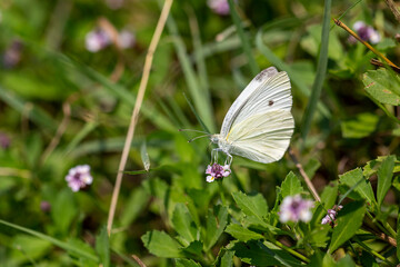 Pieris rapae (cabbage butterfly), white butterfly on a flower