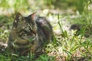 Naklejka na ściany i meble Cute cat with green eyes lies on green grass and looks to the side on a summer sunny day