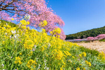 静岡県賀茂郡南伊豆町　青野川沿いの河津桜