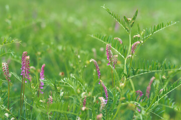Obraz premium Close up of purple flowers of hairy vetch vicia villosa on sunny summer day