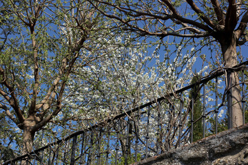 spring blooming sakura  with blue sky background 