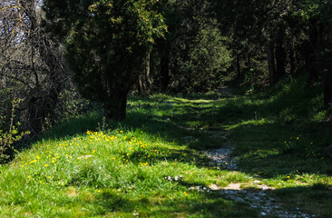 Tuscan forest lawn, path, road with blooming, spring flowers 