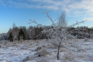 Winter landscape with a frosty wild apple tree on a sunny frosty day against the backdrop of a bright blue sky with white clouds. On the ground, tall grass bent over and covered with snow. 