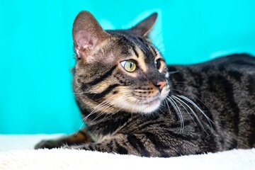 Close up portrait pet F2. Purebred Bengal cat, leopard color. Photo of a cat sitting in the studio. Looks to the side in profile